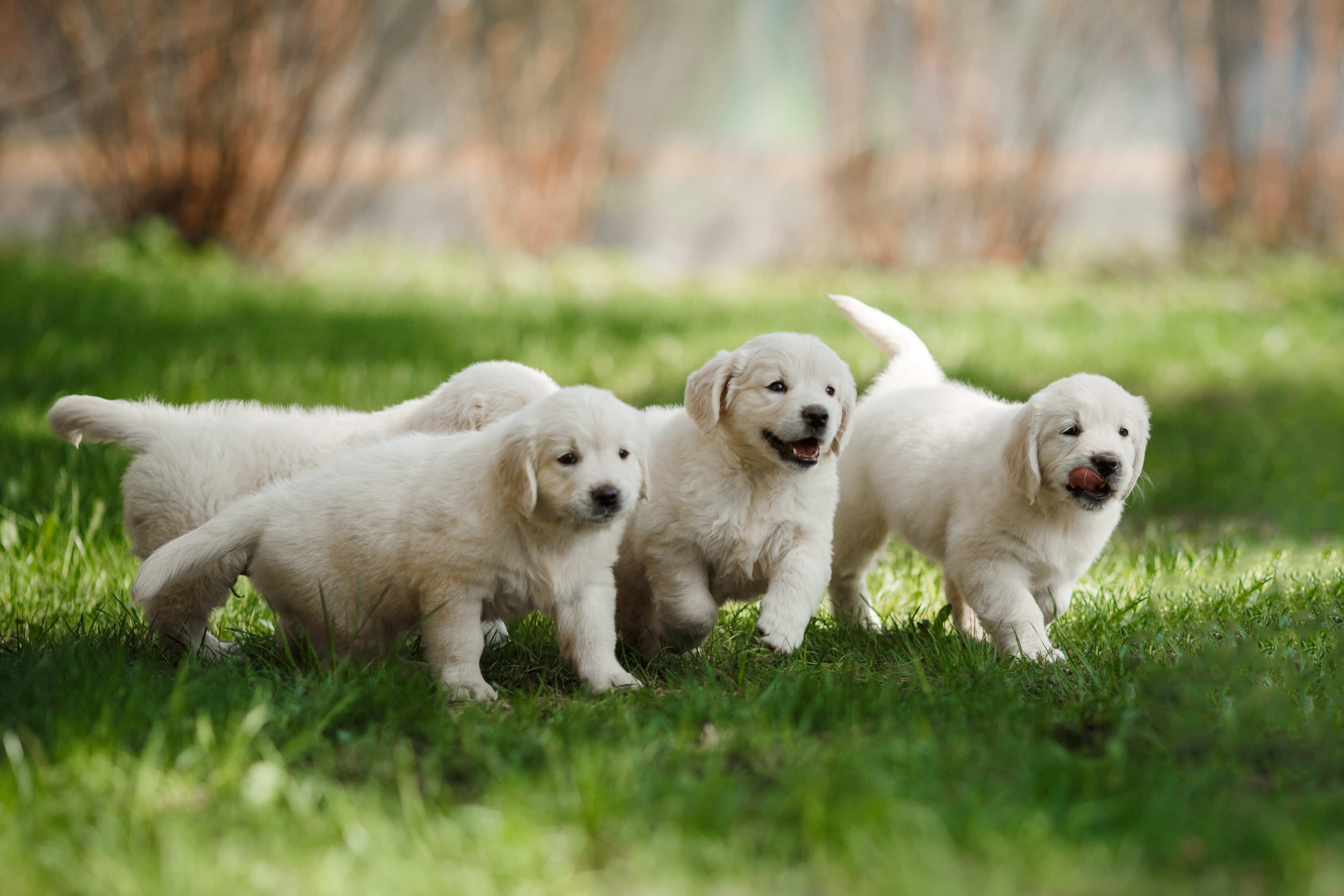 A group of fluffy little golden retriever puppies running towards the camera
