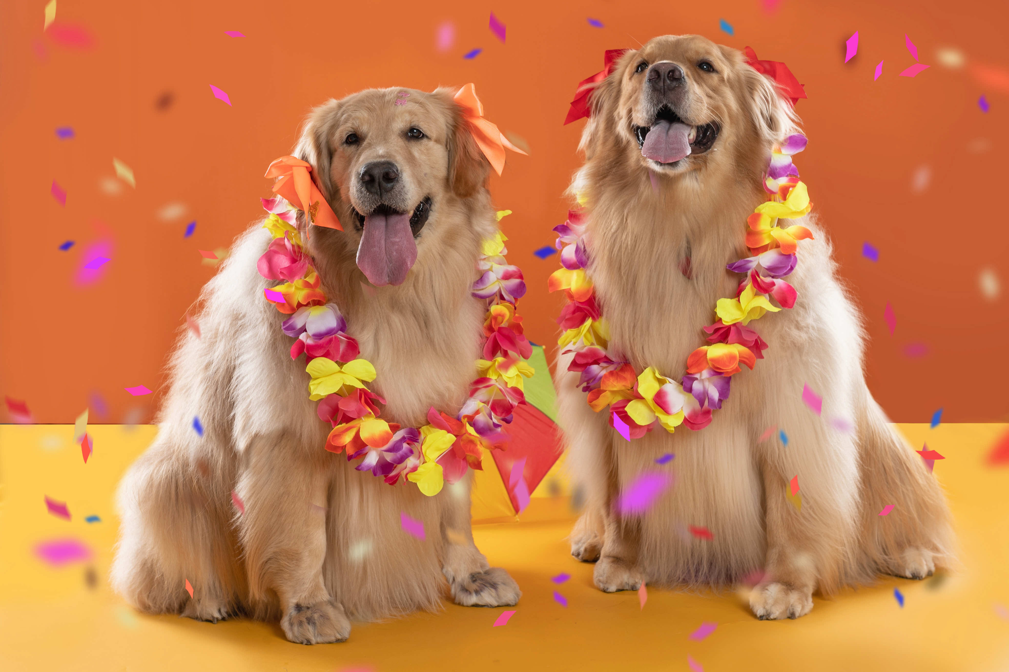 two golden retrievers wearing tropical leis