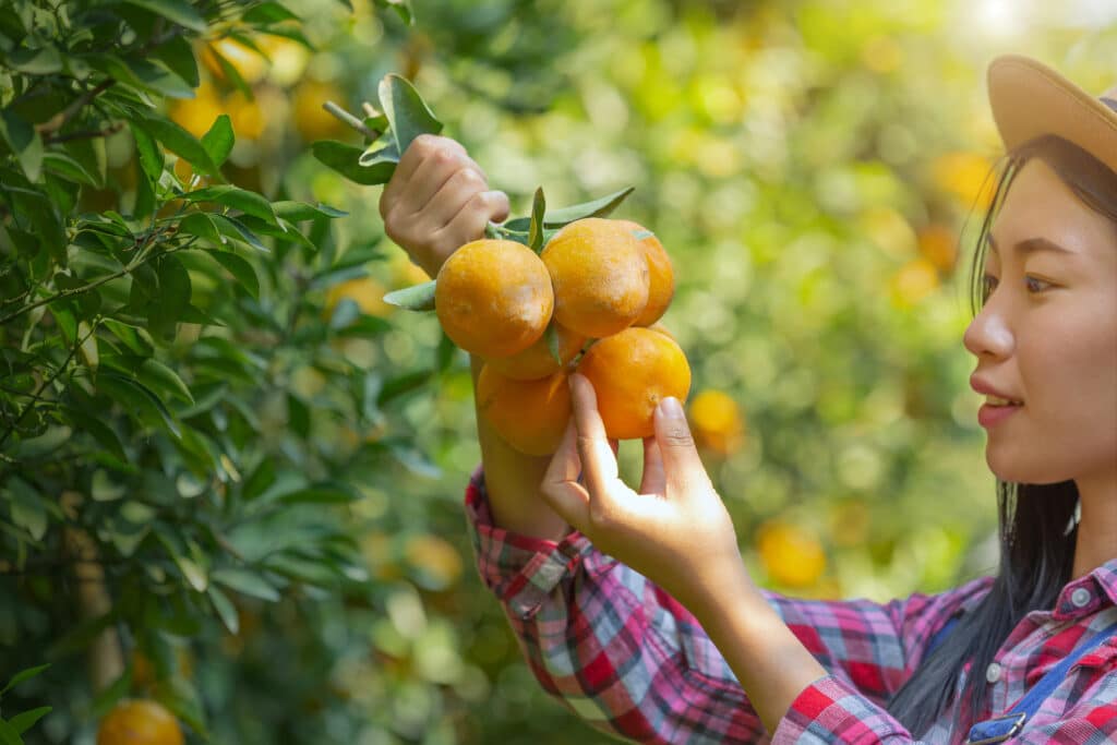 Female farmer picking carefully ripe orange branch in the garden.