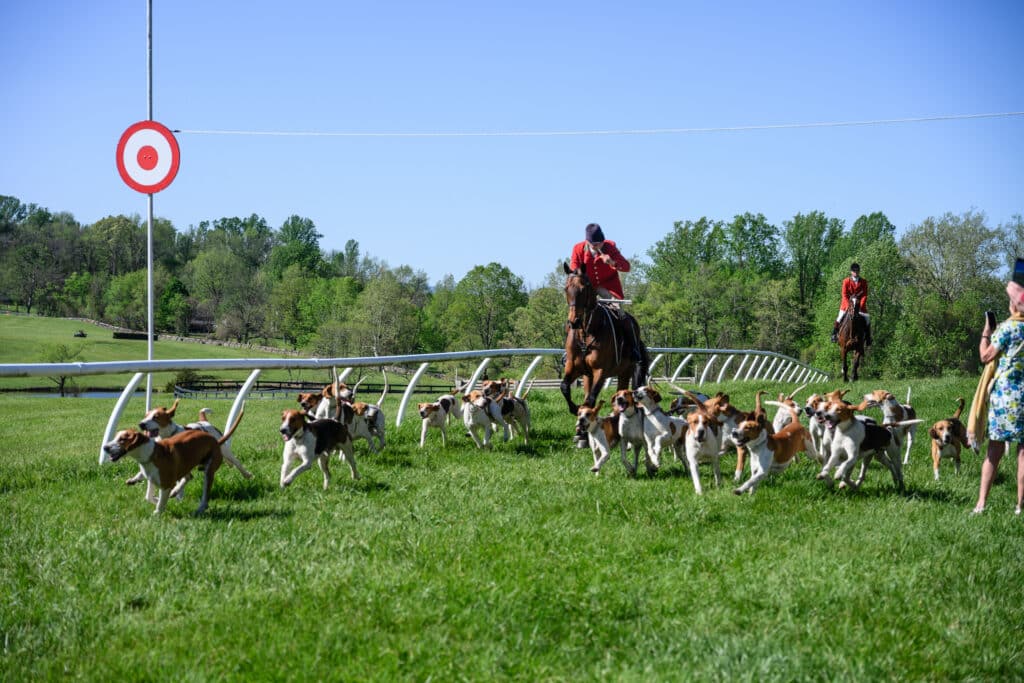 beagles running on hunting competition with a man on horseback