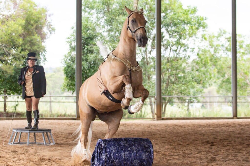 tan horse jumping over an obstacle at a liberty equine competition